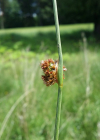 Einzelbild 1 Knäuel-Binse - Juncus conglomeratus