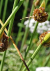 Einzelbild 6 Knäuel-Binse - Juncus conglomeratus