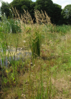 Einzelbild 1 Riesen-Straussgras - Agrostis gigantea