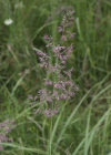 Einzelbild 2 Riesen-Straussgras - Agrostis gigantea