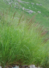 Einzelbild 1 Zartes Straussgras - Agrostis schraderiana