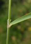 Einzelbild 2 Zartes Straussgras - Agrostis schraderiana