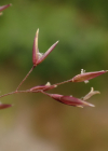 Einzelbild 4 Zartes Straussgras - Agrostis schraderiana