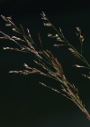 Einzelbild 7 Zartes Straussgras - Agrostis schraderiana
