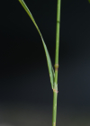Einzelbild 8 Zartes Straussgras - Agrostis schraderiana
