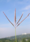 Einzelbild 1 Finger-Bartgras - Bothriochloa ischaemum