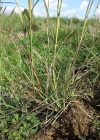 Einzelbild 3 Finger-Bartgras - Bothriochloa ischaemum