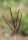Einzelbild 4 Finger-Bartgras - Bothriochloa ischaemum
