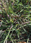 Einzelbild 5 Finger-Bartgras - Bothriochloa ischaemum