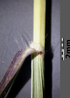 Einzelbild 7 Finger-Bartgras - Bothriochloa ischaemum