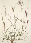 Einzelbild 8 Finger-Bartgras - Bothriochloa ischaemum