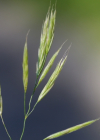 Einzelbild 1 Ufer-Trespe - Bromus riparius