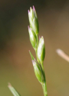 Einzelbild 1 Dreizahn - Danthonia decumbens