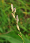 Einzelbild 4 Dreizahn - Danthonia decumbens