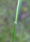 Einzelbild 5 Dreizahn - Danthonia decumbens