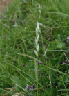 Einzelbild 6 Dreizahn - Danthonia decumbens