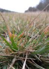 Einzelbild 7 Dreizahn - Danthonia decumbens