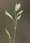 Einzelbild 8 Dreizahn - Danthonia decumbens
