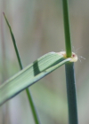 Einzelbild 3 Blaugrüne Quecke - Elymus hispidus