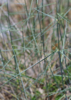 Einzelbild 6 Blaugrüne Quecke - Elymus hispidus
