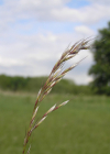 Einzelbild 1 Echter Wiesenhafer - Helictotrichon pratense aggr.