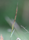 Einzelbild 2 Echter Wiesenhafer - Helictotrichon pratense aggr.