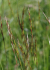 Einzelbild 4 Echter Wiesenhafer - Helictotrichon pratense aggr.
