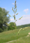 Einzelbild 1 Schmalblättriges Wiesen-Rispengras - Poa angustifolia