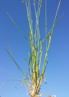 Einzelbild 4 Schmalblättriges Wiesen-Rispengras - Poa angustifolia