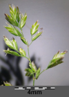 Einzelbild 5 Schmalblättriges Wiesen-Rispengras - Poa angustifolia