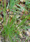 Einzelbild 8 Schmalblättriges Wiesen-Rispengras - Poa angustifolia
