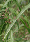 Einzelbild 6 Wilde Mohrenhirse - Sorghum halepense