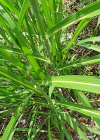Einzelbild 7 Wilde Mohrenhirse - Sorghum halepense