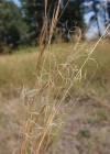 Einzelbild 1 Pfriemgras - Stipa capillata