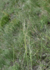 Einzelbild 8 Pfriemgras - Stipa capillata