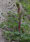 Einzelbild 2 Riesen-Haarstrang - Peucedanum verticillare