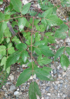 Einzelbild 3 Riesen-Haarstrang - Peucedanum verticillare