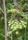 Einzelbild 5 Riesen-Haarstrang - Peucedanum verticillare