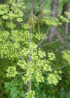 Einzelbild 6 Riesen-Haarstrang - Peucedanum verticillare