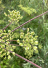 Einzelbild 8 Riesen-Haarstrang - Peucedanum verticillare