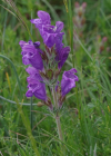 Einzelbild 1 Österreicher Drachenkopf - Dracocephalum austriacum
