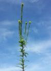 Einzelbild 1 Ruten-Schöterich - Erysimum virgatum