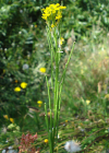Einzelbild 2 Ruten-Schöterich - Erysimum virgatum