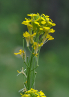 Einzelbild 4 Ruten-Schöterich - Erysimum virgatum
