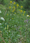 Einzelbild 5 Ruten-Schöterich - Erysimum virgatum