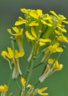 Einzelbild 6 Ruten-Schöterich - Erysimum virgatum