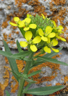 Einzelbild 7 Ruten-Schöterich - Erysimum virgatum