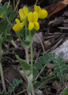 Einzelbild 1 Scheiden-Kronwicke - Coronilla vaginalis