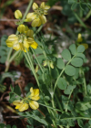 Einzelbild 3 Scheiden-Kronwicke - Coronilla vaginalis