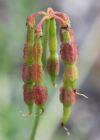 Einzelbild 4 Scheiden-Kronwicke - Coronilla vaginalis